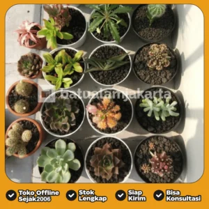 Pasir Malang Hitam untuk Taman, Aquascape, Kolam & Landscape