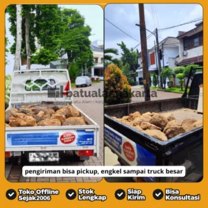 batu kali api kuning besar