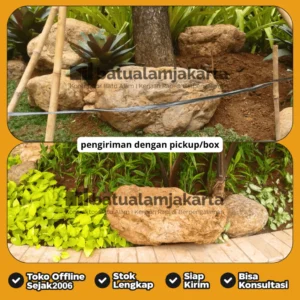batu kali api kuning besar