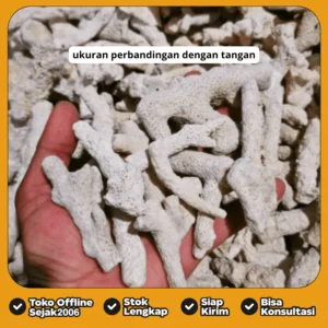batu karang jahe