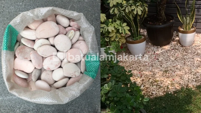 batu koral kupang pink