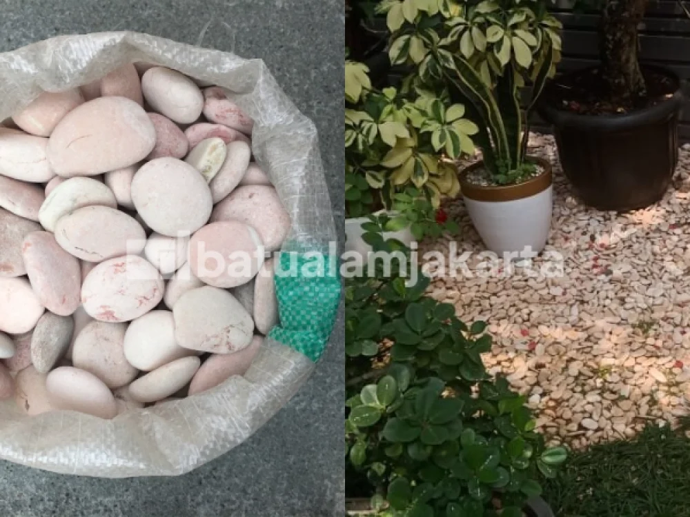 batu koral kupang pink
