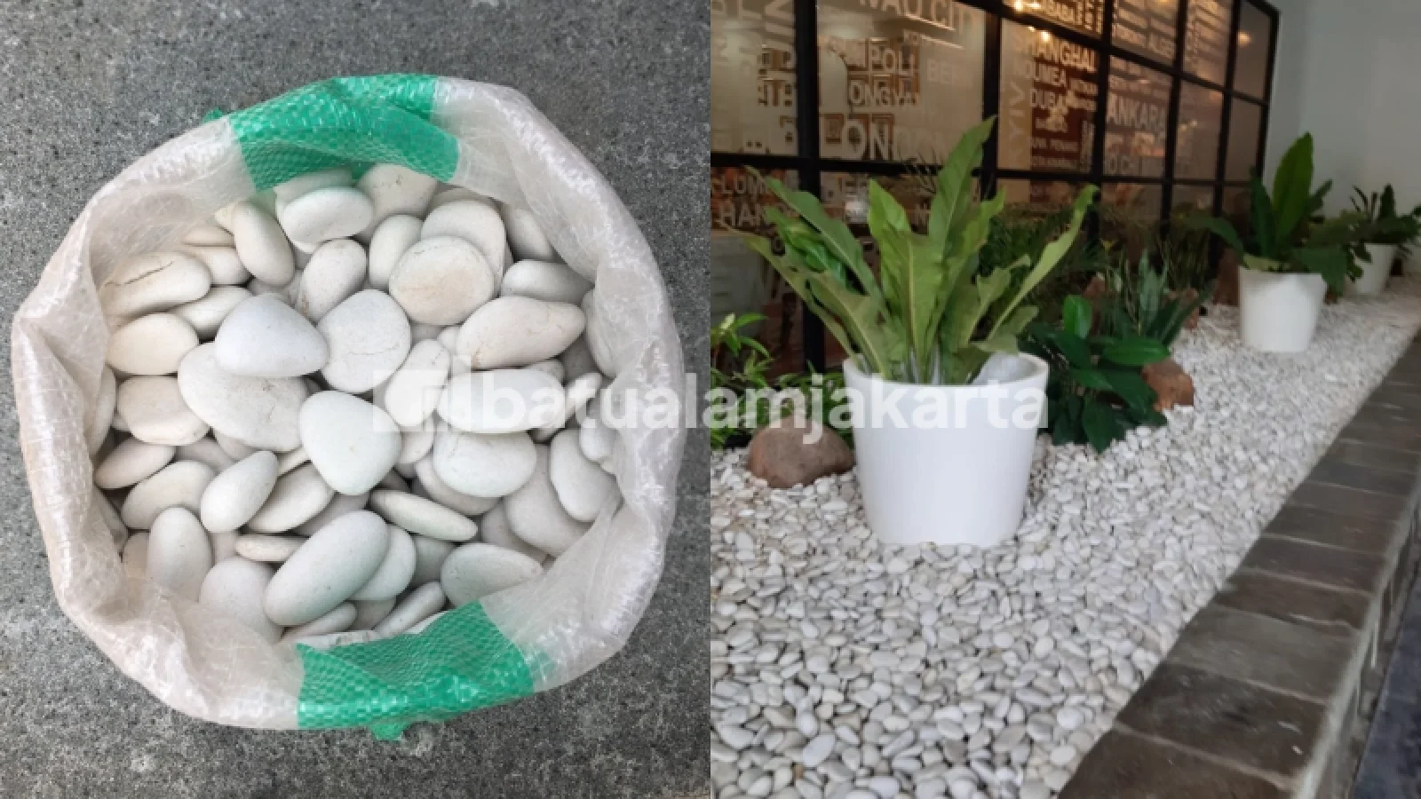 batu koral kupang putih