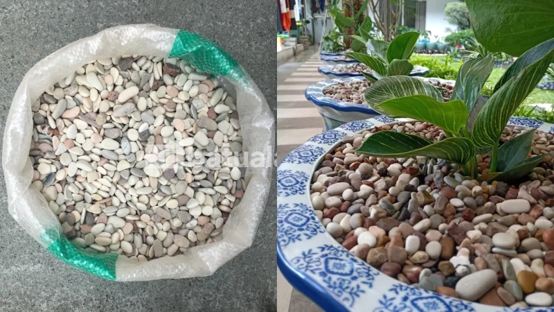 batu koral pancawarna