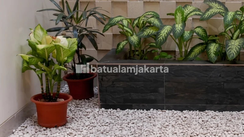batu koral putih untuk taman kering jepang