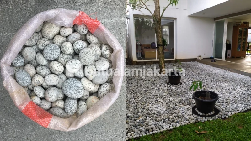 batu koral telur puyuh