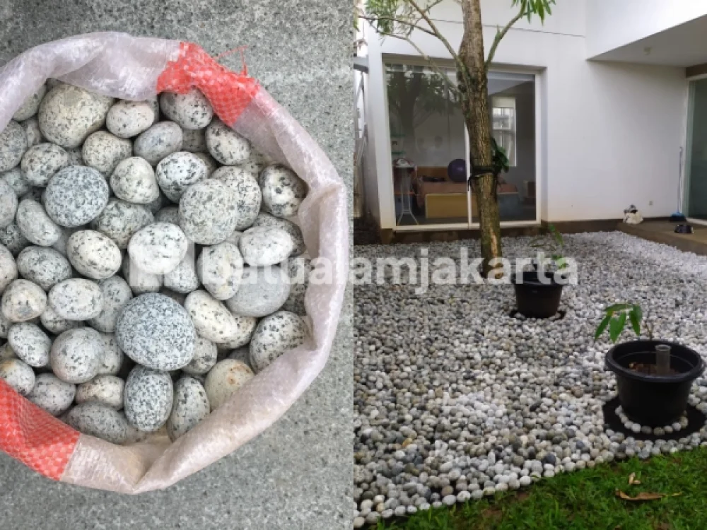 batu koral telur puyuh