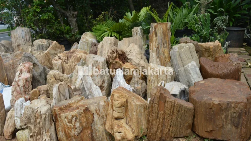 fosil kayu untuk taman